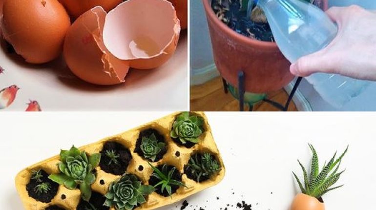 How to Make an Eggshell Tea Fertilizer for Plants